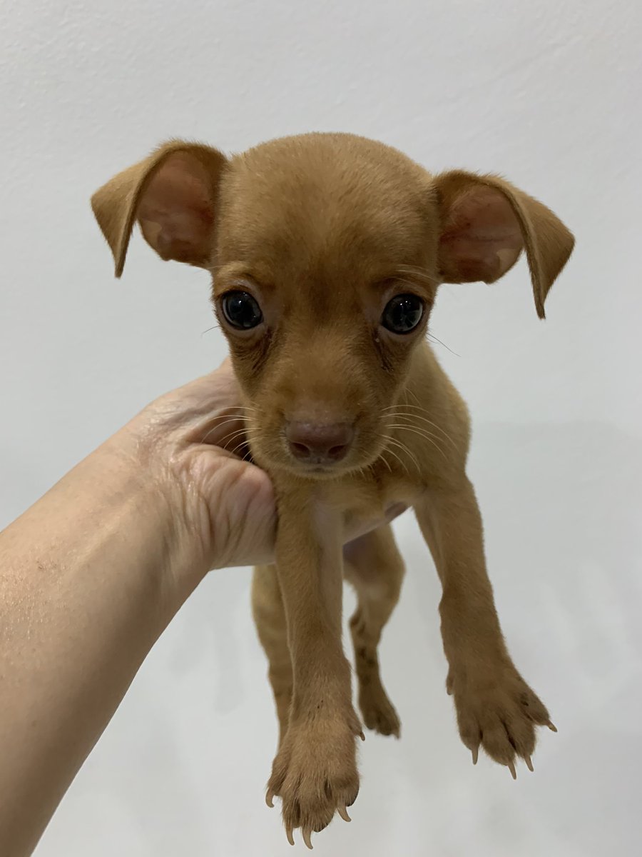 CatherineMayuga's tweet photo. Welcome to our family our #teacupminpin https://t.co/ByfMBl5j7E