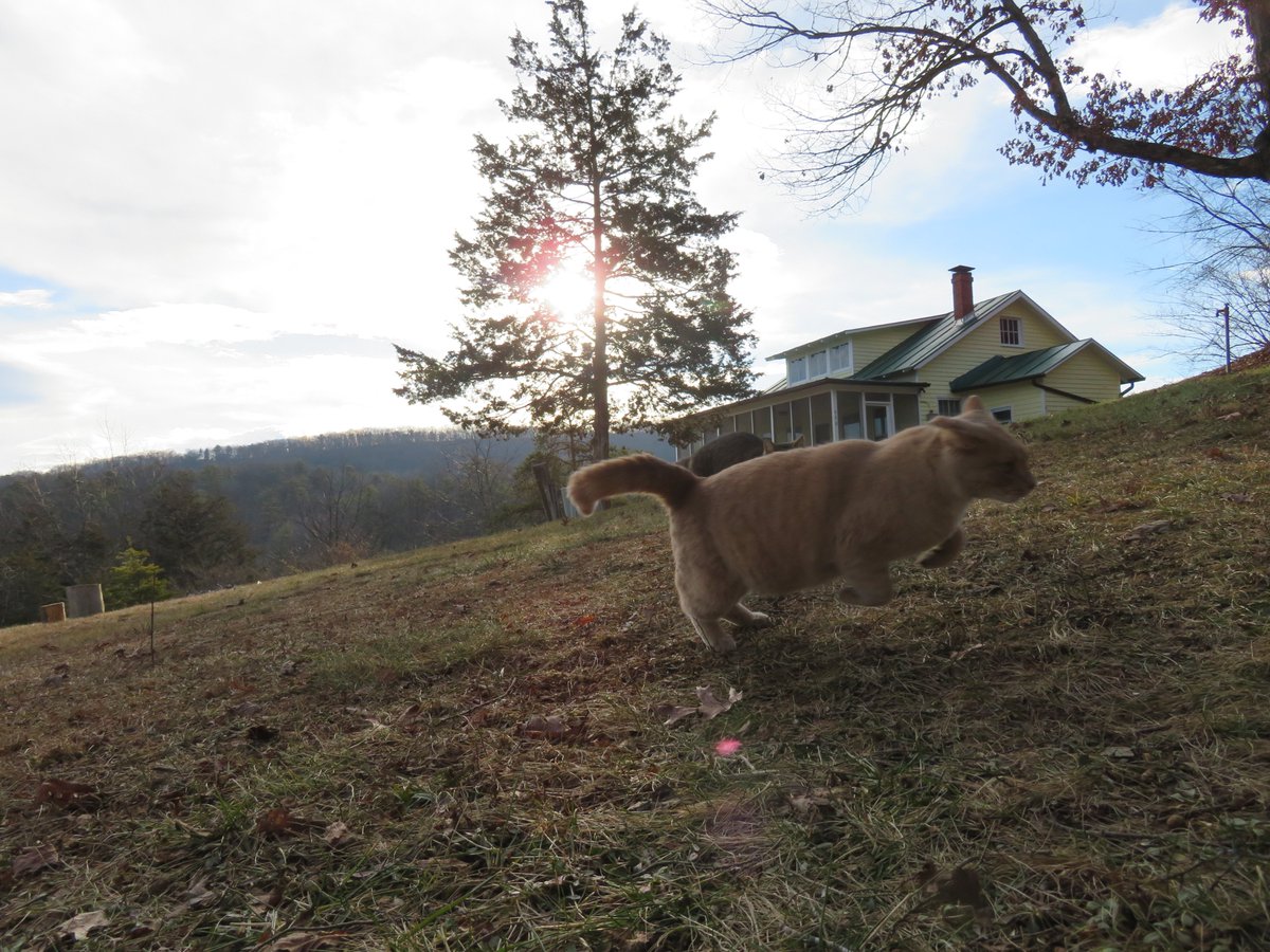 DennisB911's tweet photo. Tony, a #cats #CatsOfTheQuarantine #CatsofTwitter #weathercat, reports 27F @ThePhotoHour @BobVanDillen @CentVAstorm. #photographer #shadow Buddycat on stump #photooftheday #Basye, Va @WHSVaubs &amp; @WHSVBen @WHSVnews. #puffball #mushrooms @hbwx @MiriWeather. #GetupDC @chesterlampkin https://t.co/8wFKYp9U2D