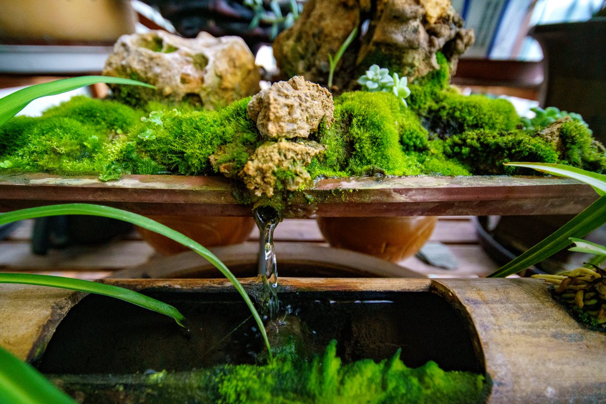 0_minyaaa's tweet photo. Feeling little homesick. Dad just sent me many photos to show off a new water fountain he made at home - yes he did everything including carving the bamboos etc. Speaking of how did I get into photography and plants? Well, it started when I was very little and it's #becauseofdad. https://t.co/WPiJzH5r7d