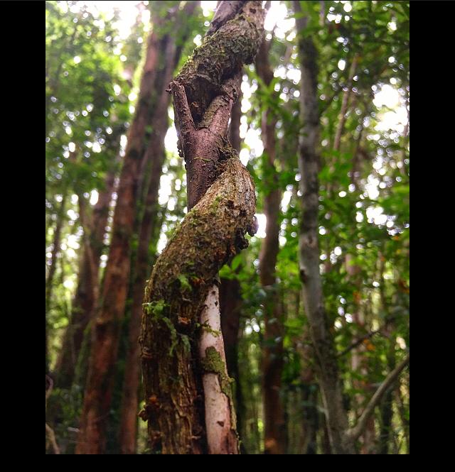 repuleufu's tweet photo. La Naturaleza que nos rodea, buen fin de semana a todos. 🏕️🛶🏞️.
#FelizSabado
#Chiloé, #ancud https://t.co/OOeVGLoGUL