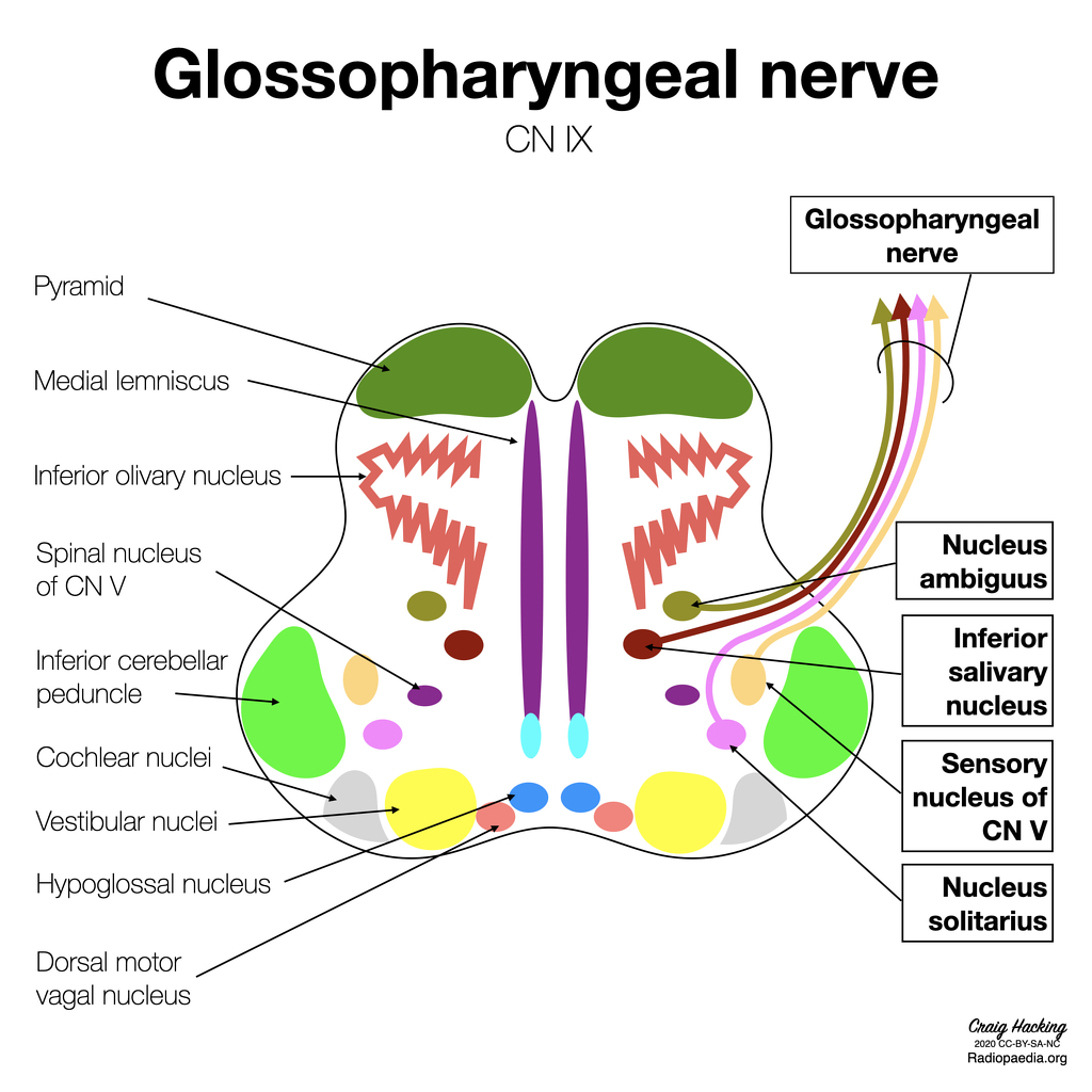 4/ These 2 cranial nerves actually have a lot of overlap with their involved cranial nuclei. Could the glossopharyngeal nerve in the mouth, an area of possible transmission, serve as a direct route for  #SARSCoV2 to the vagus nerve? Obviously, a lot more research is needed!