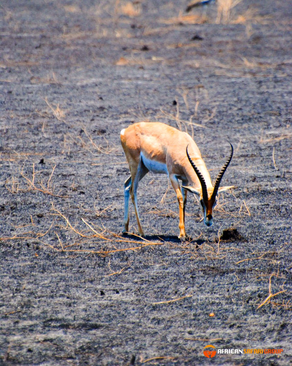 African Safari Group tweet media