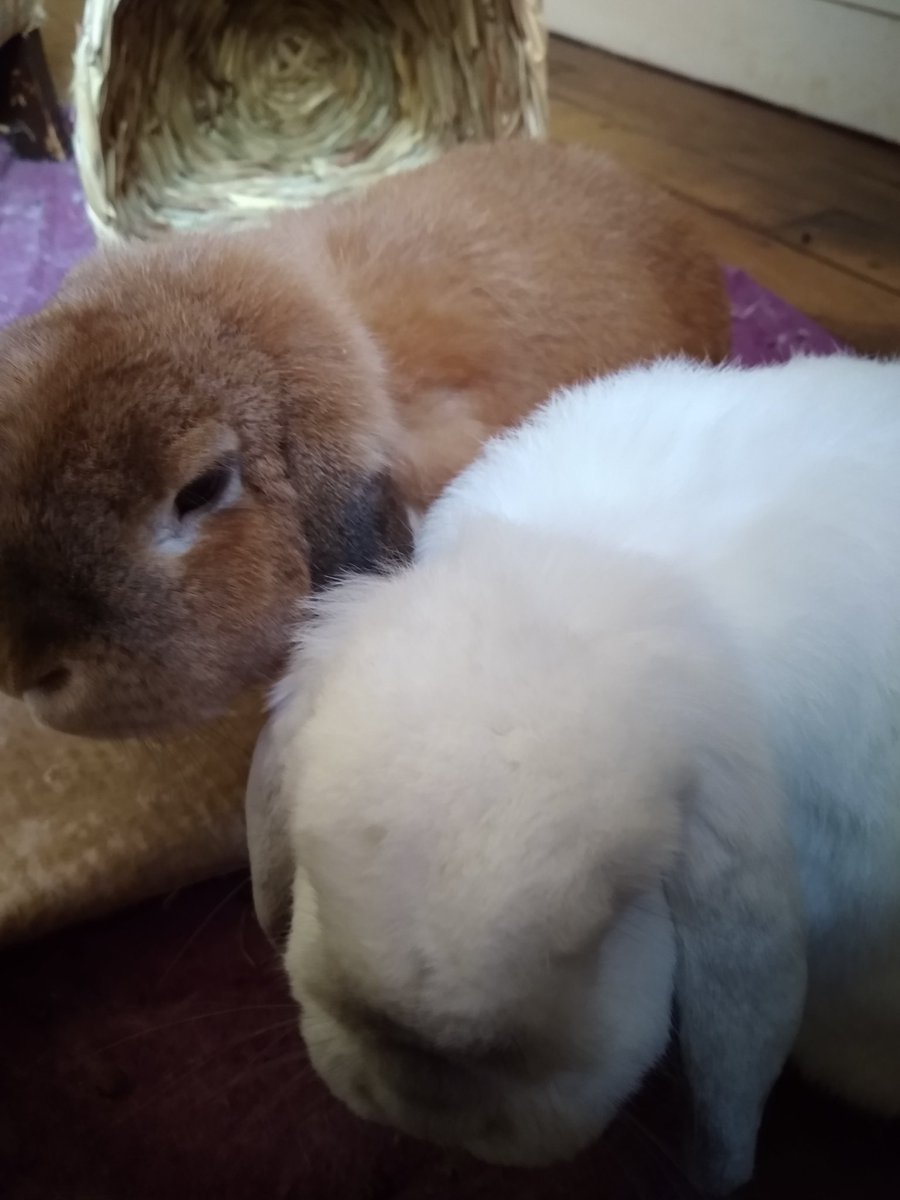 we got them a new basket to munch on they love it