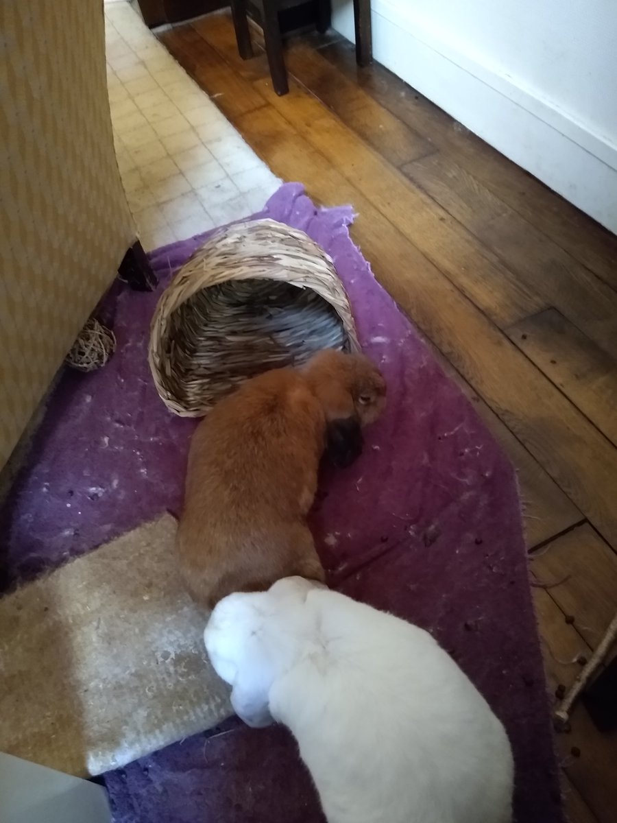 we got them a new basket to munch on they love it