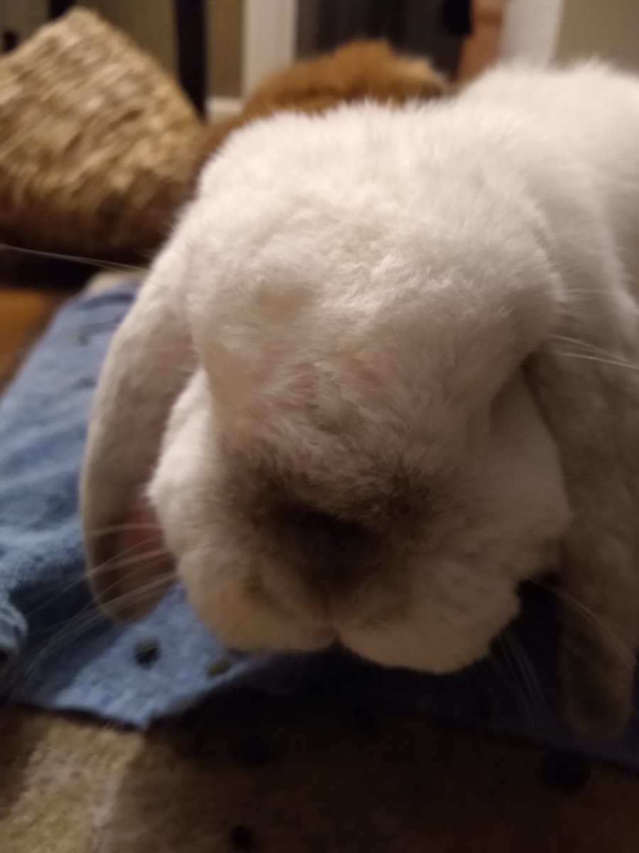 this is the closest she ever got to booping