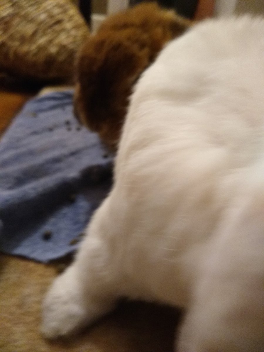 this is the closest she ever got to booping