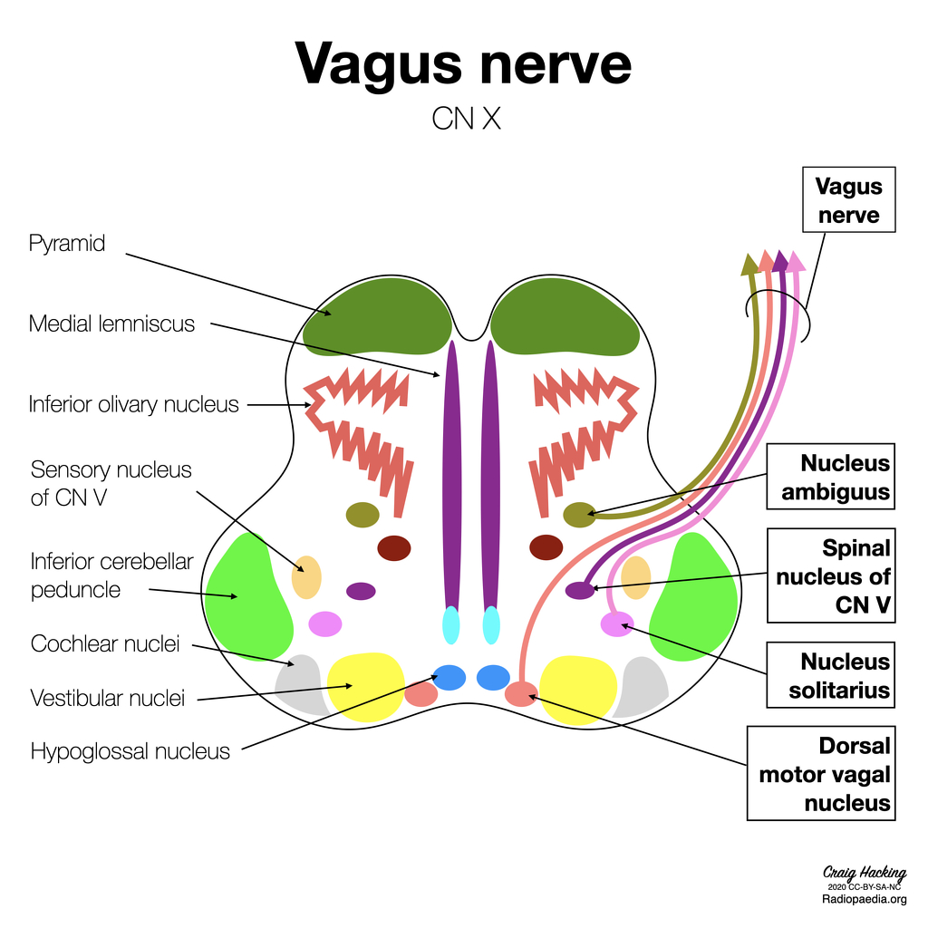 4/ These 2 cranial nerves actually have a lot of overlap with their involved cranial nuclei. Could the glossopharyngeal nerve in the mouth, an area of possible transmission, serve as a direct route for  #SARSCoV2 to the vagus nerve? Obviously, a lot more research is needed!