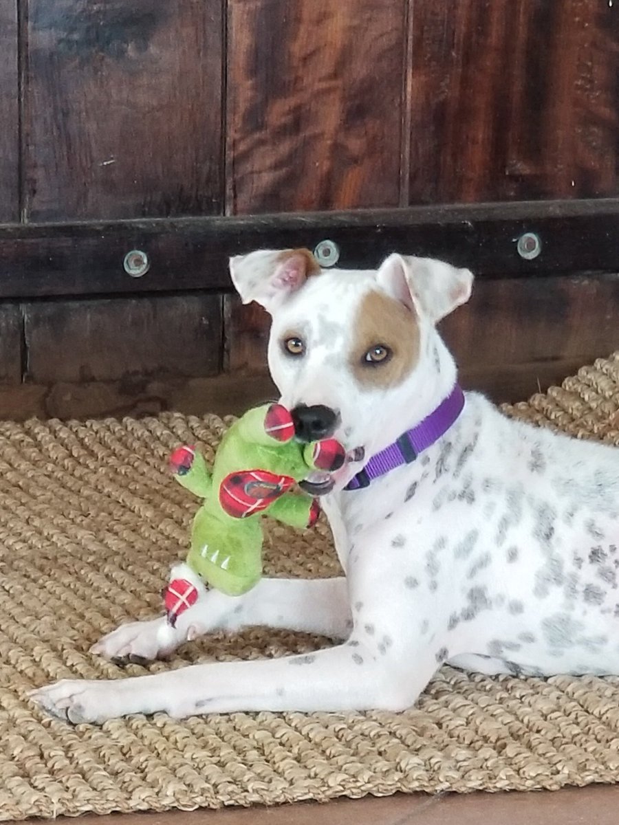 Hello everyone. This beautiful girl is known as a Sato. A Puerto Rican mutt. Thousands like her, all beautiful, some scared by past abuse(like her), but all needing care and love. Follow us and meet some one of a kind beautiful dogs.
#dogsoftwitter #sato #vieques #PuertoRico