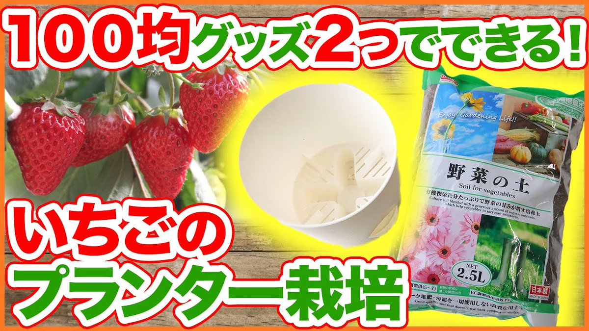 シェア畑 サポート付き貸し農園 今回はなんと 100円ショップの商品２つと いちごの苗さえあれば始められる いちごの プランター栽培方法を解説します T Co Mjs2o7c3mq 農園 家庭菜園 いちご プランター栽培 100均 四季なり イチゴ 育て