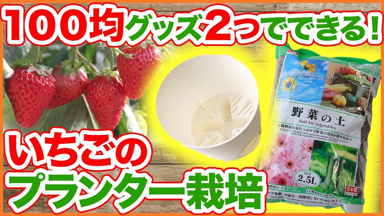 シェア畑 サポート付き貸し農園 今回はなんと 100円ショップの商品２つと いちごの苗さえあれば始められる いちご のプランター栽培方法を解説します T Co Mjs2o7c3mq 農園 家庭菜園 いちご プランター栽培 100均 四季なりイチゴ 育て