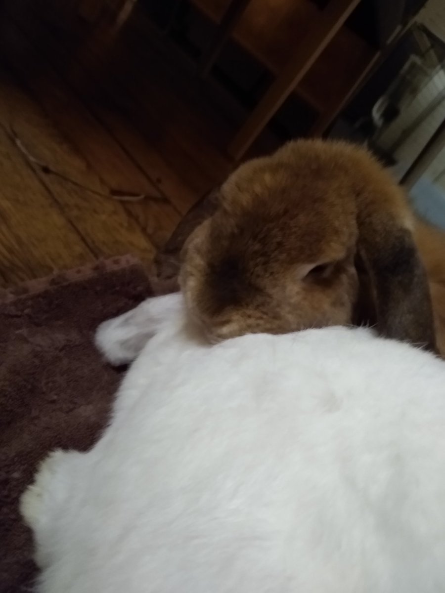 do NOT separate them 