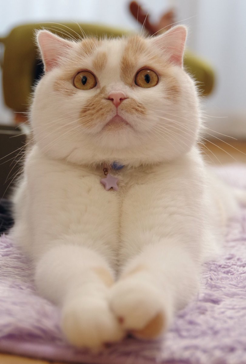 ねこナビ 今日のにゃんこ ホイちゃんの正面顔 雪見だいふくの擬猫化って感じです Hoippu 0722