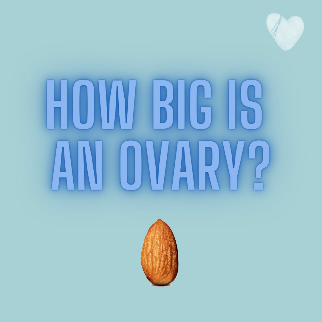 how big is an ovary