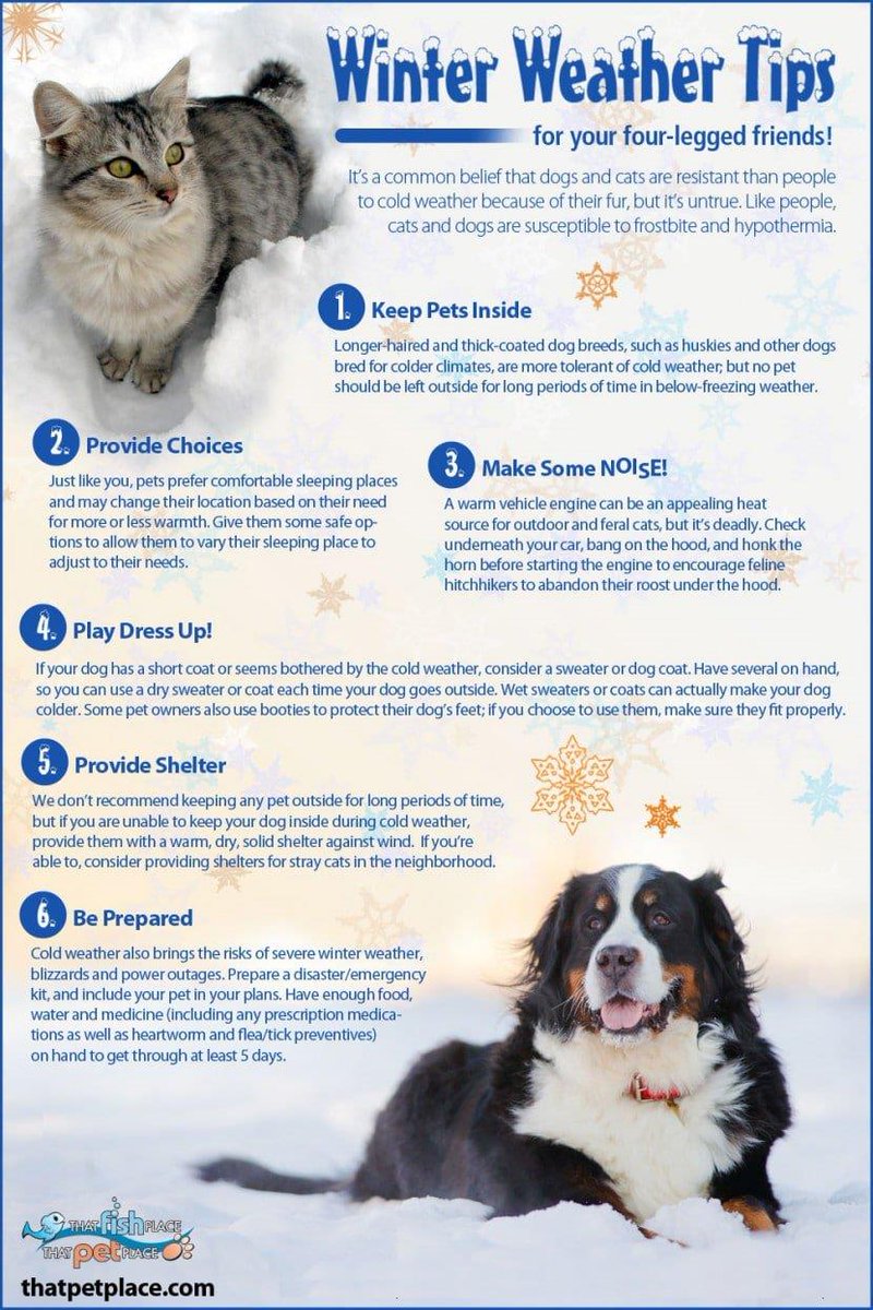 CajunNavyRelief's tweet photo. If it’s too cold for you, it’s likely too cold for your pet.
Check out these winter weather tips!
#CajunNavyRelief #CNR #CajunNavy #ItsFreakingCold #NeighborsHelpingNeighbors #PetSafety #WeLoveAnimals https://t.co/7hK4TOellM
