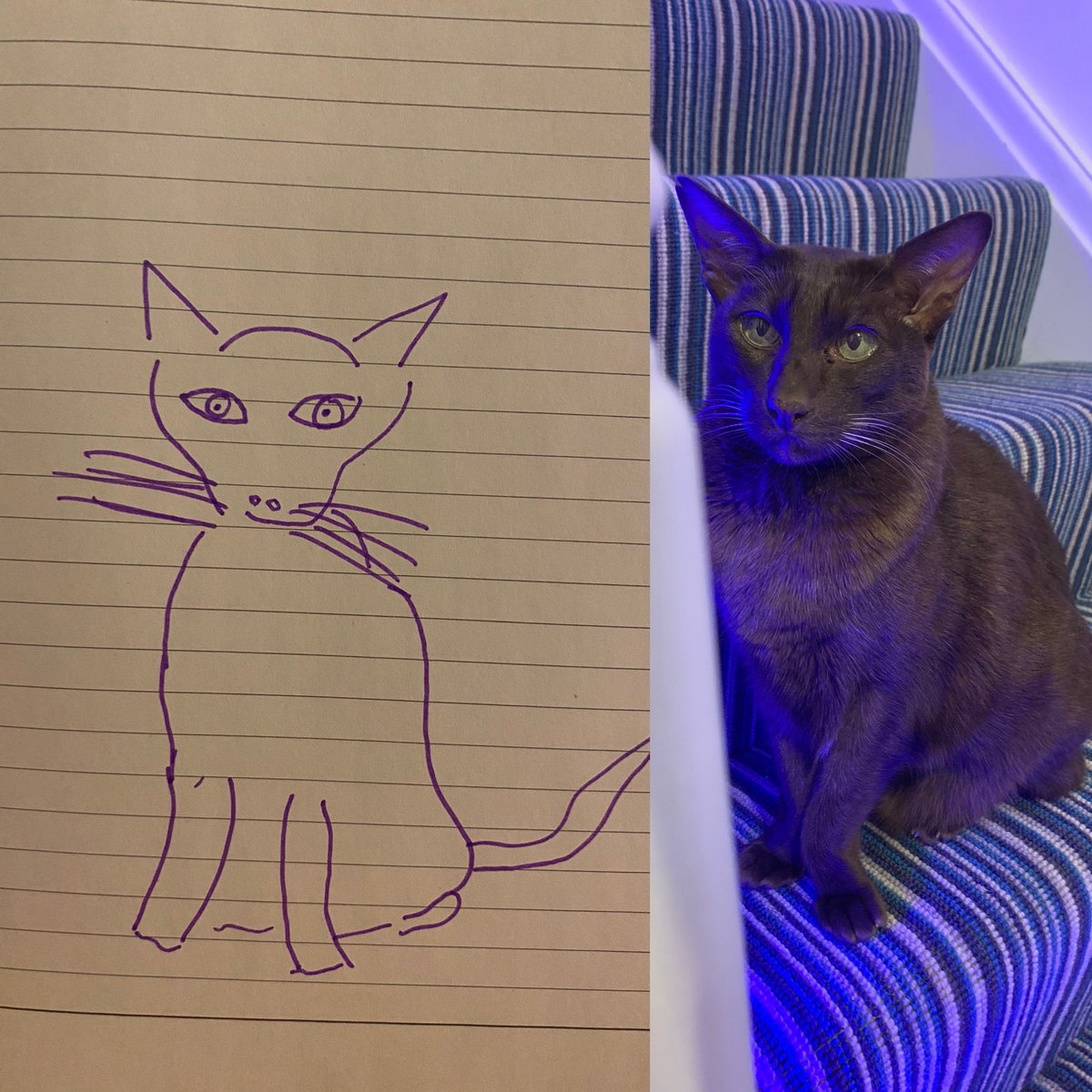 Emblyn3's tweet photo. @CocoNPops I tried but even with more than 60 seconds I don’t think it would’ve been much better . Coco does not approve #challengefail https://t.co/7vnf3hRBtk