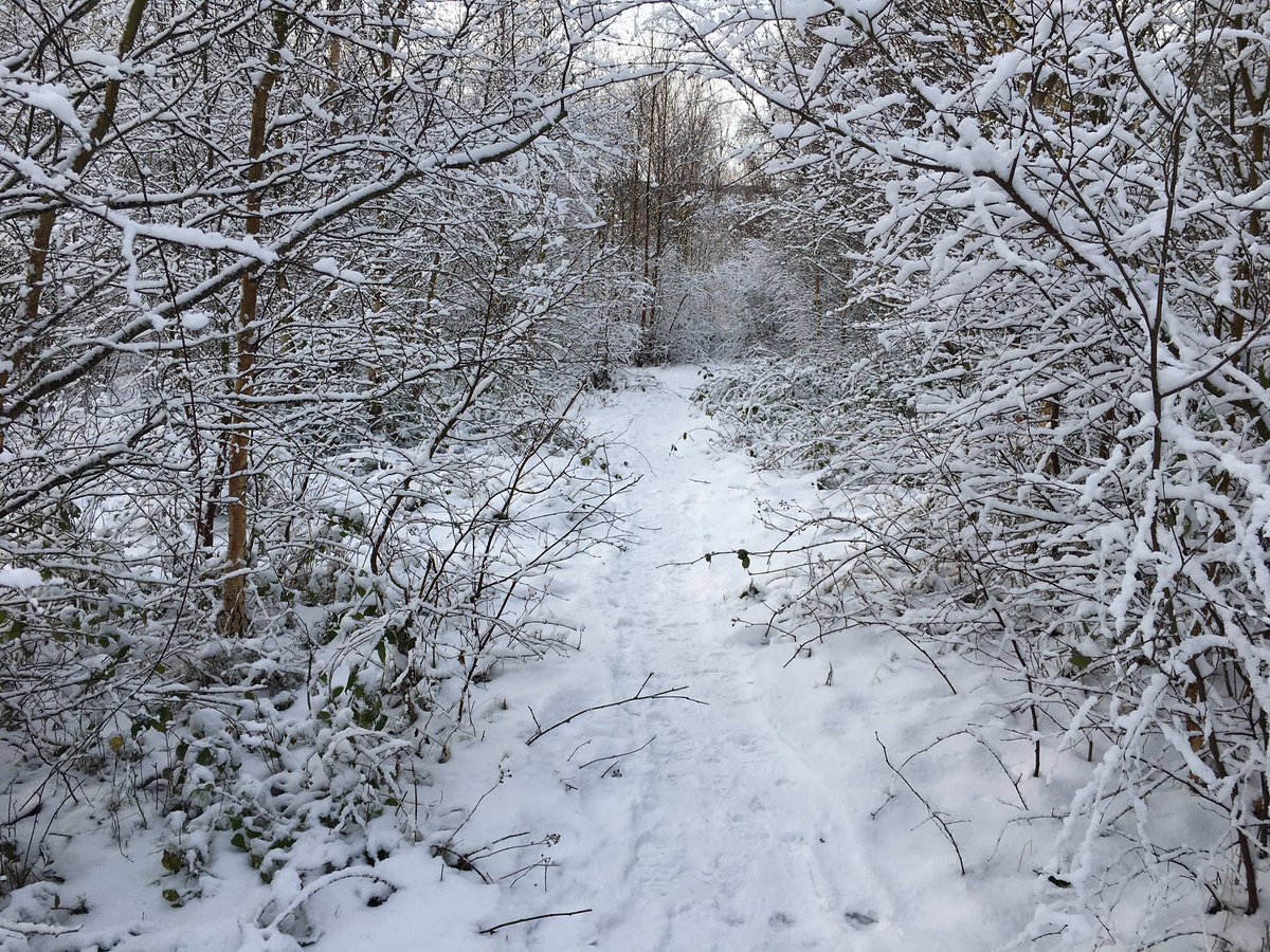 idedwards's tweet photo. We don’t often get perfect conditions for #NordicSkiing where we live but when we do it the most fun you can have in #LockdownWinter https://t.co/RDfDHDyp4B