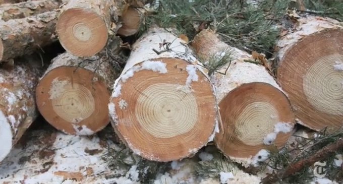 Rainmaker1973's tweet photo. Exposure to radiation from the 1986 Chernobyl accident had a lasting legacy on the area's trees: this is the change in wood colour in these Scots pine logs indicating the year of the accident https://t.co/GUPD5RxFDt https://t.co/Pu0RZowWep
