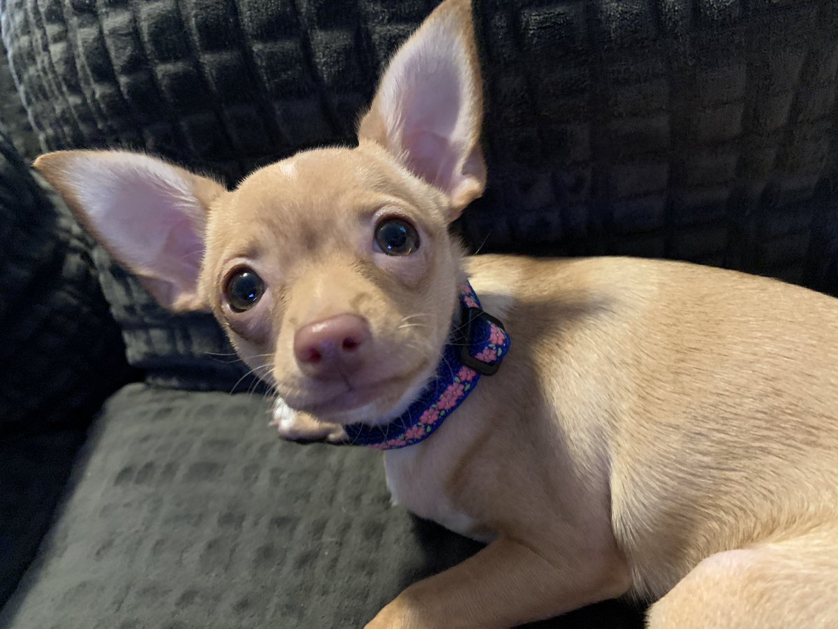TheHerdHouse's tweet photo. Owen got the rest of his prizes from the #InternationalTopFurPic contest. Thank you @depot_pets & judges @elvisbulldoguk1 @daisymae31806 @WonderWilbur.
OW shared ‘cause that how OW lives. *He even bought Lucy a cat collar! Squee!
#dogsoftwitter #TopFurPic https://t.co/W3Q7kKULg5