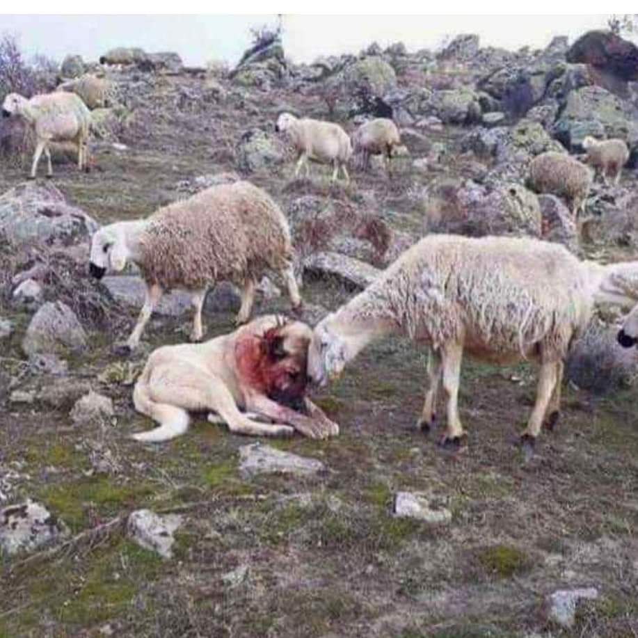 Evangeliobiblic's tweet photo. Oveja agradecida a aquel que le ha librado del lobo... https://t.co/ea8dzC7rlx