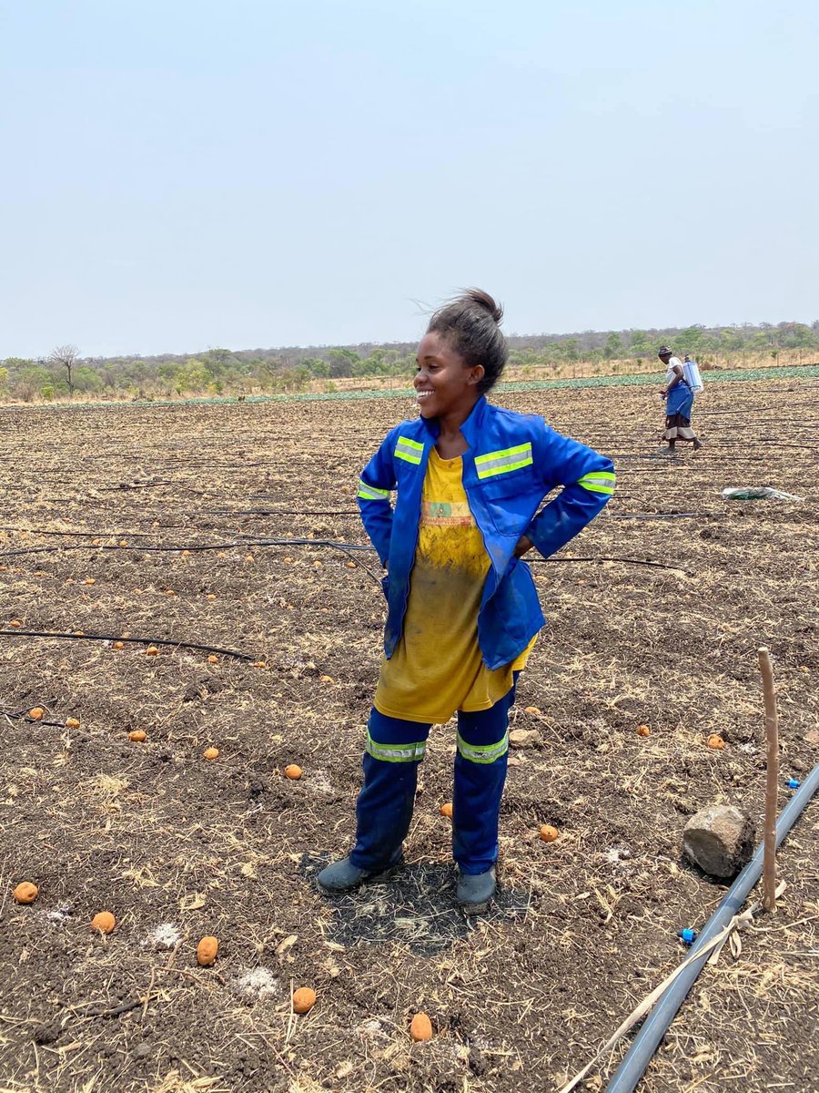 MsAfricaZim's tweet photo. HOW IT STARTED VS HOW ITS GOING
Have a goal. Work towards it. Because there is not a thing more fulfilling than reaping the fruits of your labor.
Potatoes ready in 3 weeks
HMU for orders +263 7 18547616 https://t.co/0YgJwlTj6t