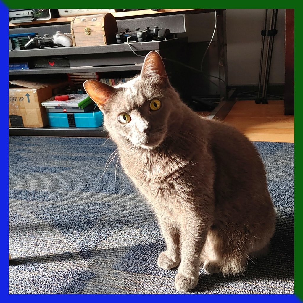 CoilandTalon's tweet photo. Today, I called in to because my knee is swollen & sore. I'm grateful to have Gambit with me on the couch and be my heating pack as I alternate between hot and cold.
-Sean
#CoilAndTalon #StartingTheYearOffRight #AMonthOfGratitude #BumKnee #Caturday #CatDad #Cat #Kitty #LoveIsLove https://t.co/JAxKLbPUN2