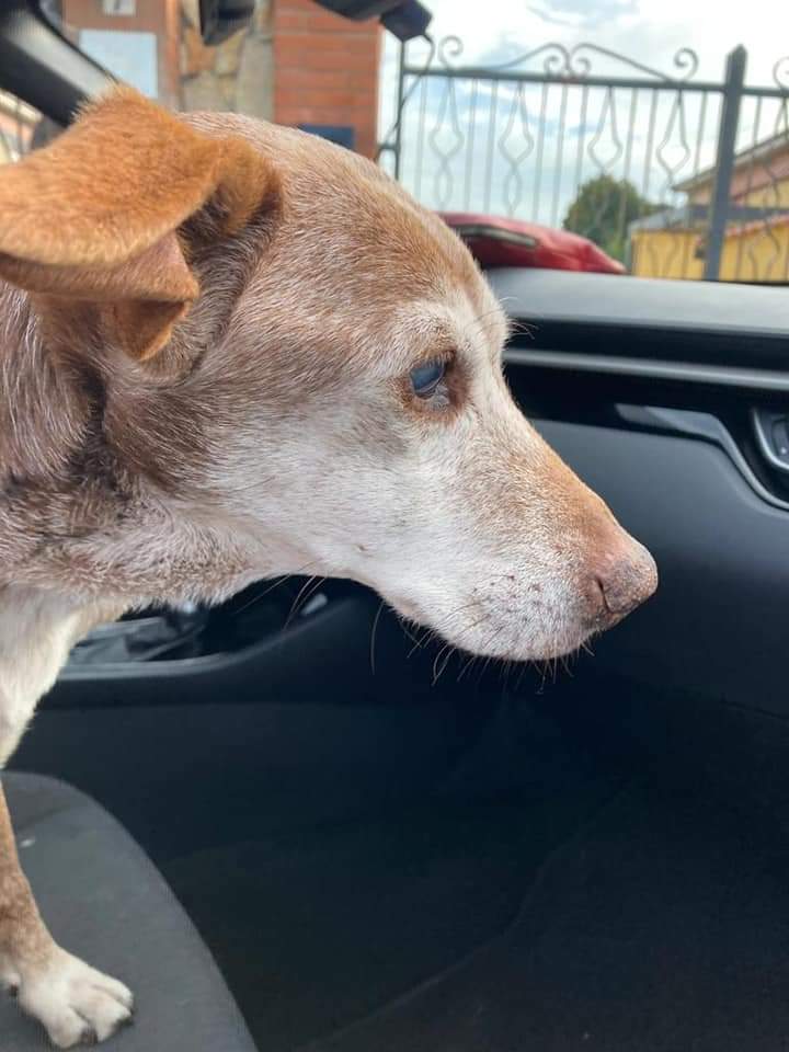 cotrozzi_lisa's tweet photo. ☎️
💔 *Vecchietta trovata oggi abbandonata denutrita* 

*È cieca ed è buonissima con tutti!*

*si cerca adozione del cuore*

*chi l"ha trovata non può tenerla*

☎️ *+39 338 154 5313* https://t.co/KthpwJVHFC