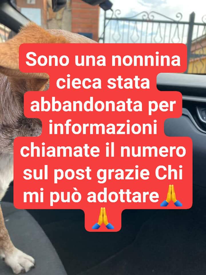 cotrozzi_lisa's tweet photo. ☎️
💔 *Vecchietta trovata oggi abbandonata denutrita* 

*È cieca ed è buonissima con tutti!*

*si cerca adozione del cuore*

*chi l"ha trovata non può tenerla*

☎️ *+39 338 154 5313* https://t.co/KthpwJVHFC