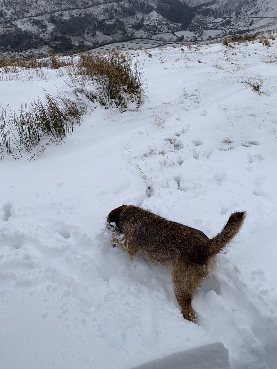 Long #walkfromhome to our two local Wainwright’s and SNOW ❄️ yippee ❄️🏔😀❄️ #btposse #borderterrier #Lockdown3 #snow