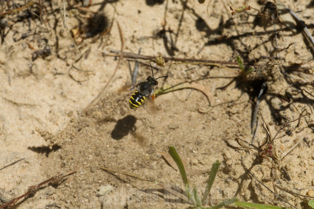 Vuelta a las abejas :)
Macho de Trachusa laeviventris (Megachilidae) patrulla uno de los nidos de una agregación de mas de 100 donde las hembras se afanan en conseguir alimento y excavar galerías para dejar a su prole abastecida. Matasgordas (P.N.Doñana) 10/05/20