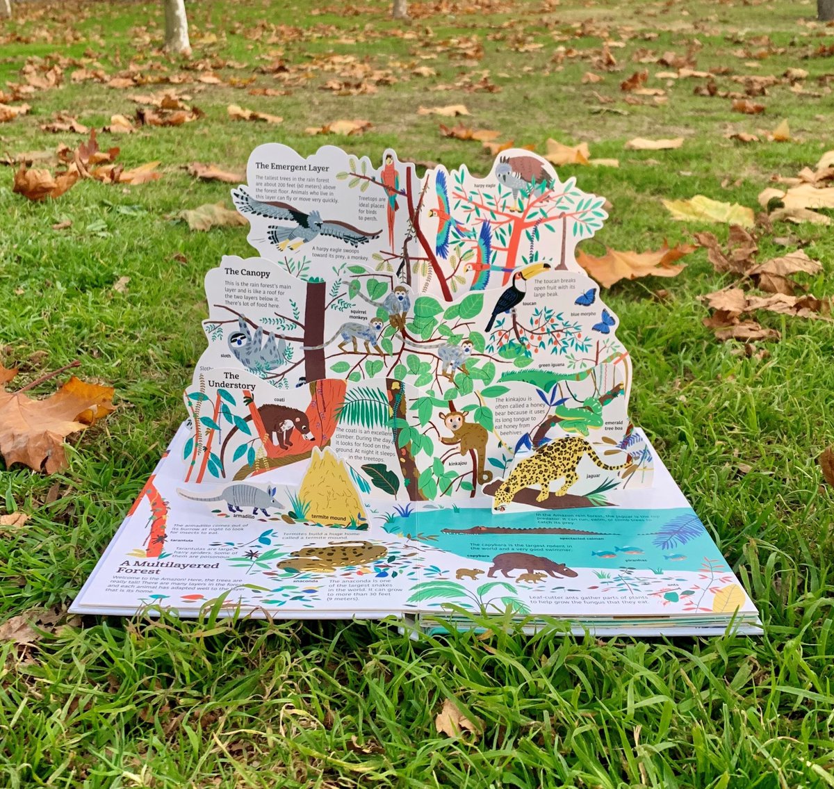 ChronicleKids's tweet photo. Filled with surprising details and strikingly beautiful illustrations, this new addition to Twirl's #UltimateSpotlight series is a must-have for young nature enthusiasts! With #RainforestAnimals at your side, a day in the park can become hours of discovery. โจ๐๐ฆง๐ฆ #TwirlBooks https://t.co/2qRrpUHrep
