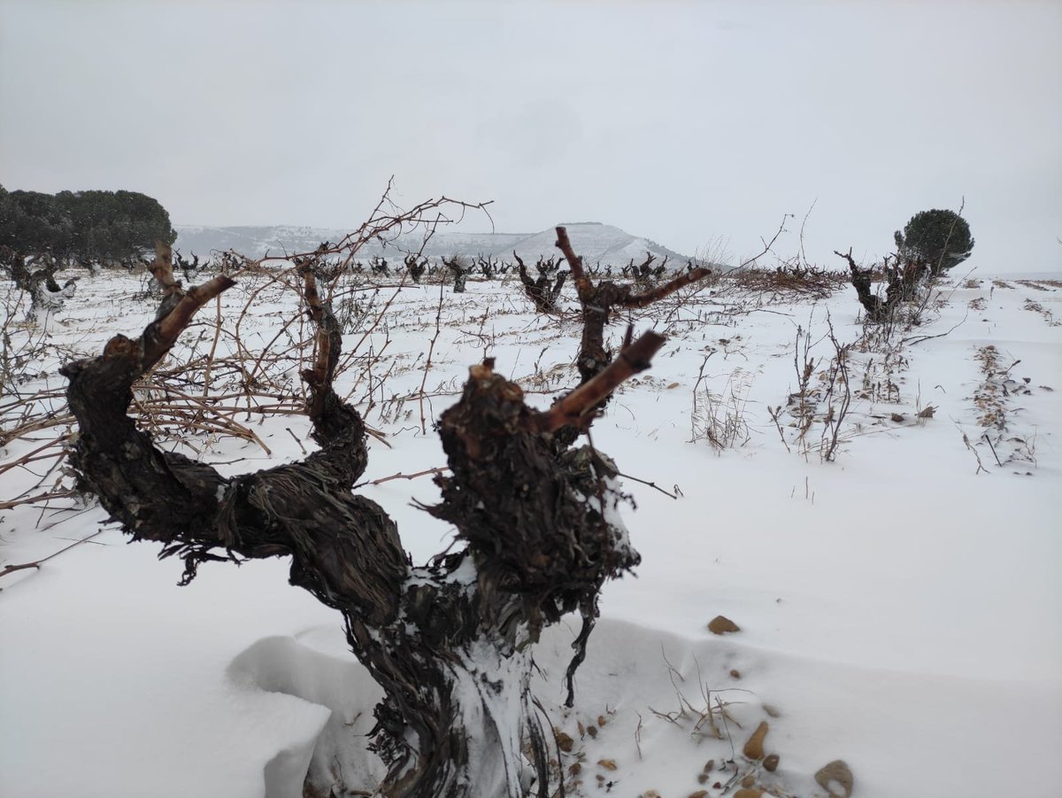 ConcejoBodegas tweet media