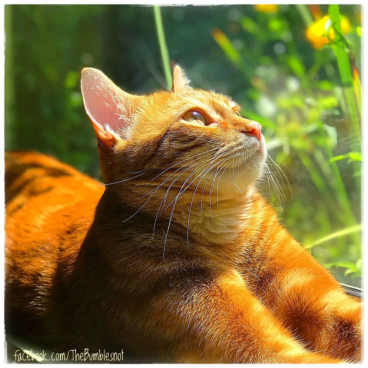 Even though things are tough right now, The Orange Kitty wants everyone to have as wonderful a day as he is.
😺🧡☀️
#sitinthesun #playinthesnow #watchtherainfall #petyourcat #hugyourdog #feedsomebirds #tellyourlovedonesyoulovethem #callafriend #readabook #watchanoldmovie #sing