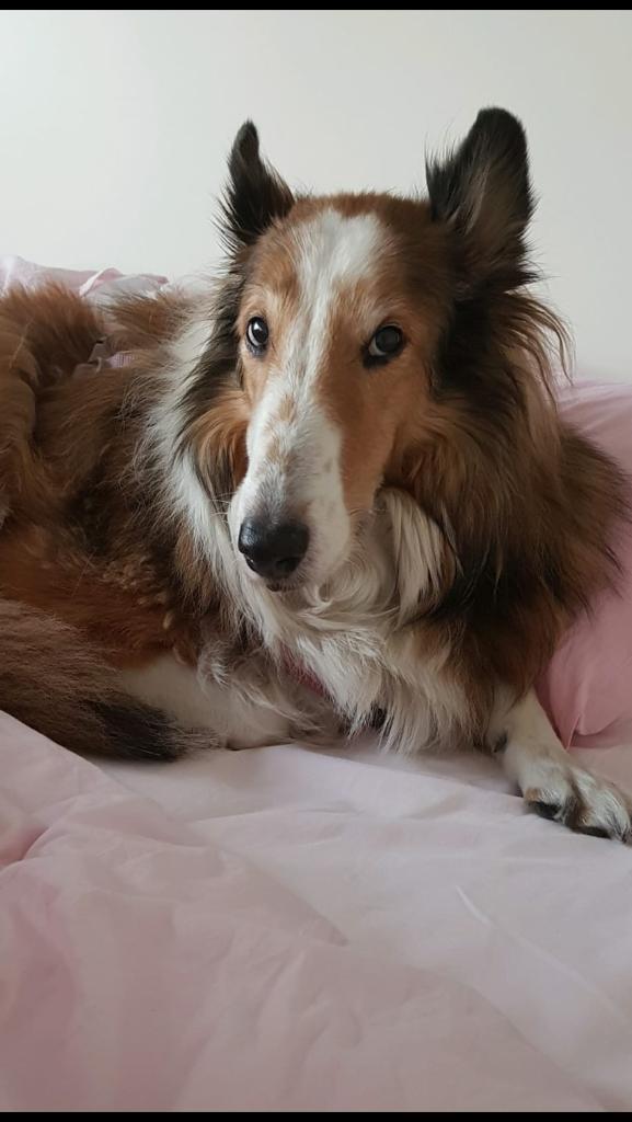 Belgin the dog 🐶

#doglover #dog #portrait #watercolor #painting #illustration #illustrationartists #petportrait #artoftheday #art #artwork #illustrator #watercolorpainting #animallovers #animalportrait #suluboya #kopek #hayvanseverler #paticizer