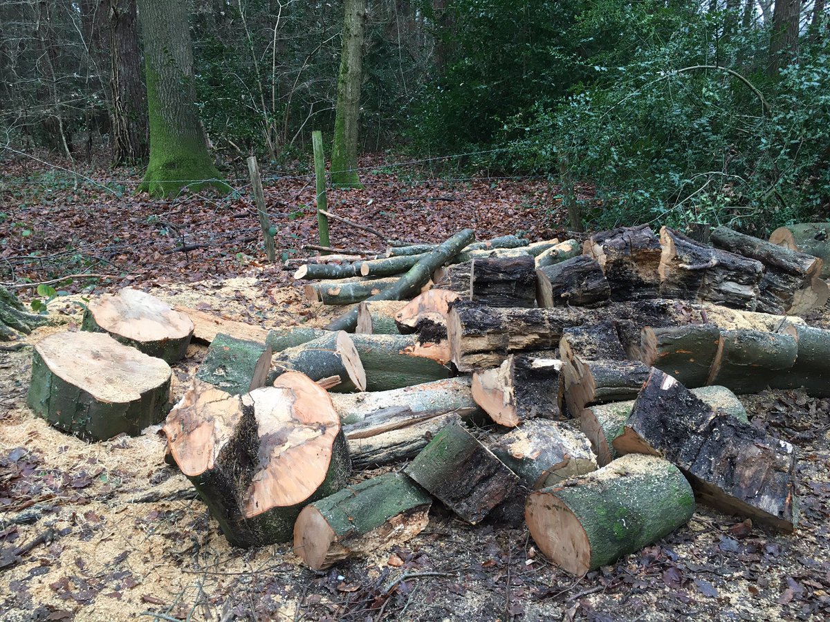 SallyKerson's tweet photo. Never can ignore a tree that has been felled and the #wood abandoned on the ground. Took two smallish branches home from this pile today, for Christmas decoration blanks next year. They can be used for decorating in many different ways
#painting
#pyography
#tatting https://t.co/nlZ7jHMnZ8