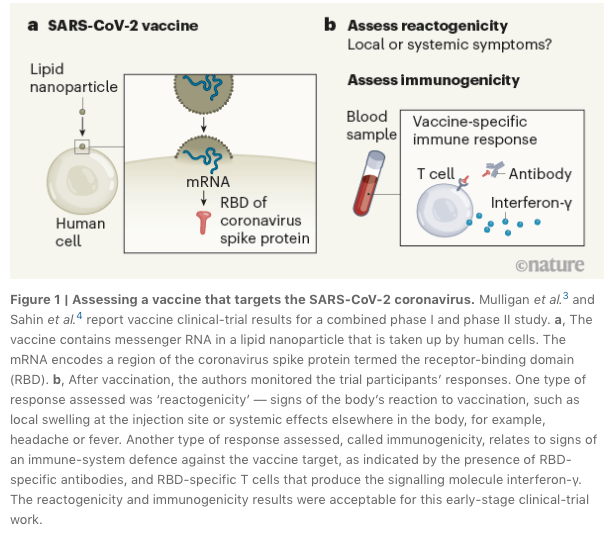 mmw_lmw's tweet photo. #SARSCoV2_Vaccine | All eyes on a hurdle race | Christian Gaebler & Michel Nussenzweig @RockefellerUniv @nature https://t.co/TV8zTQnSoK | #2020_ReCapOct https://t.co/0LlnPluGVq