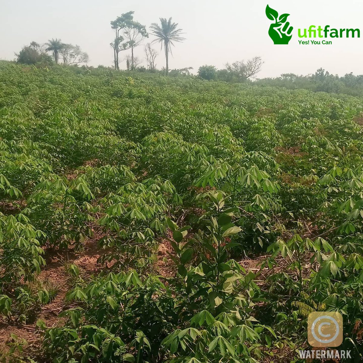 Ufitfarm tweet media