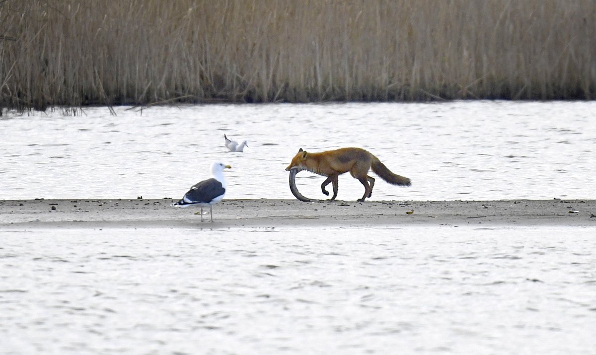 zeearend2020's tweet photo. #zeearend #whitetailedeagle #omroepflevoland #natuurmonumenten #projectzeearend #manopdedijk #nederlandsrecord #vosenzeeaend #dutchwildlife #foxontherun Spontane natuur waarvoor je vroeger naar een ver buitenland moest, nu te zien in de IJsseldelta midden in Nederland. https://t.co/EabLLwoNow