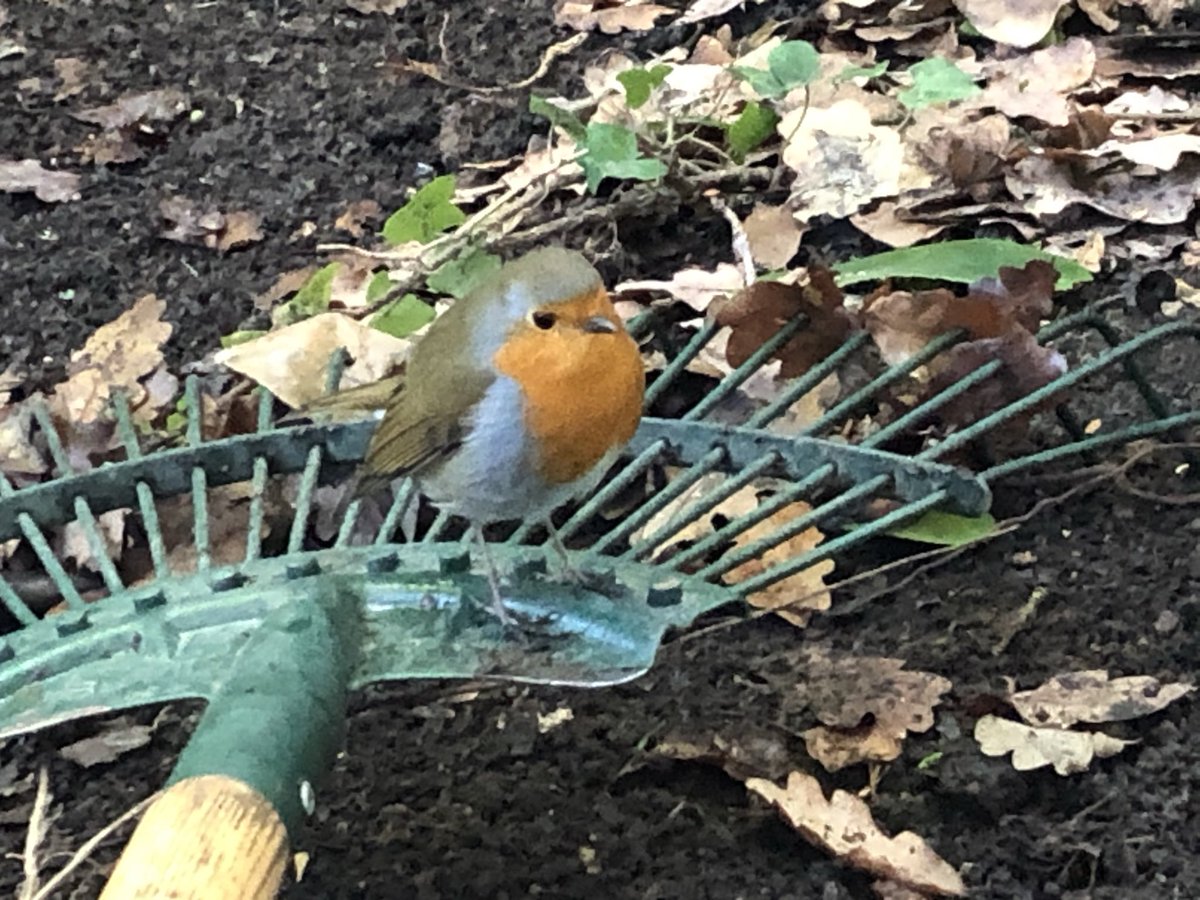 A beautiful Robin supervising my gardening techniques this afternoon in the chilly afternoon sun.