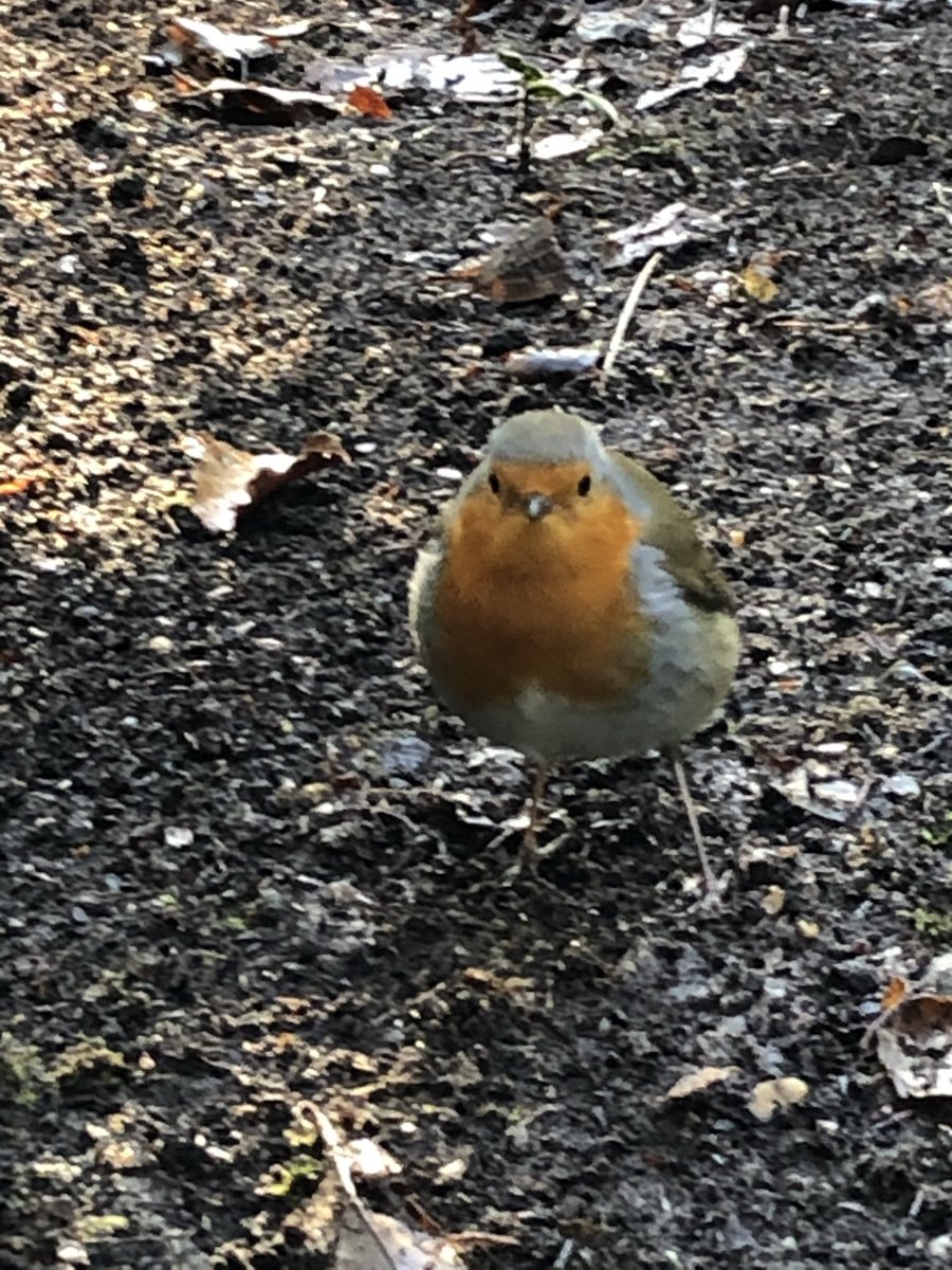 StaffyMick's tweet photo. A beautiful Robin supervising my gardening techniques this afternoon in the chilly afternoon sun. https://t.co/c7q7jRv5Pt