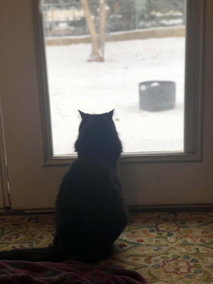 Watching the birdies 😍 #Caturday