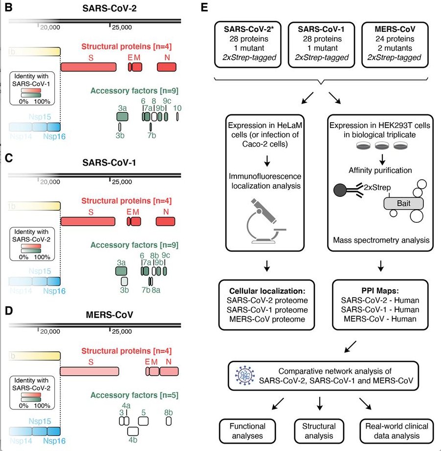 mmw_lmw's tweet photo. Comparative #Host_Coronavirus #Protein_Interaction_Networks | pan-viral disease mechanisms | integrative analysis overview | Nevan Krogan @QBI_UCSF @ScienceMagazine https://t.co/QHR3NkOSiX | #2020_ReCapOct https://t.co/J2keF7dnjq