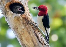 birdingbnb's tweet photo. The Red-Headed Woodpecker Needs Our Help! This #Bird Is A Favorite Amongst The #Birding Community &amp; We Can See Why! It's Bright Crimson Head Against That Black &amp; White Body Make For An Intense Contrast &amp; A Beautiful Bird. Learn More→ https://t.co/LYHLMBm5tW https://t.co/ty2w7e2mJD
