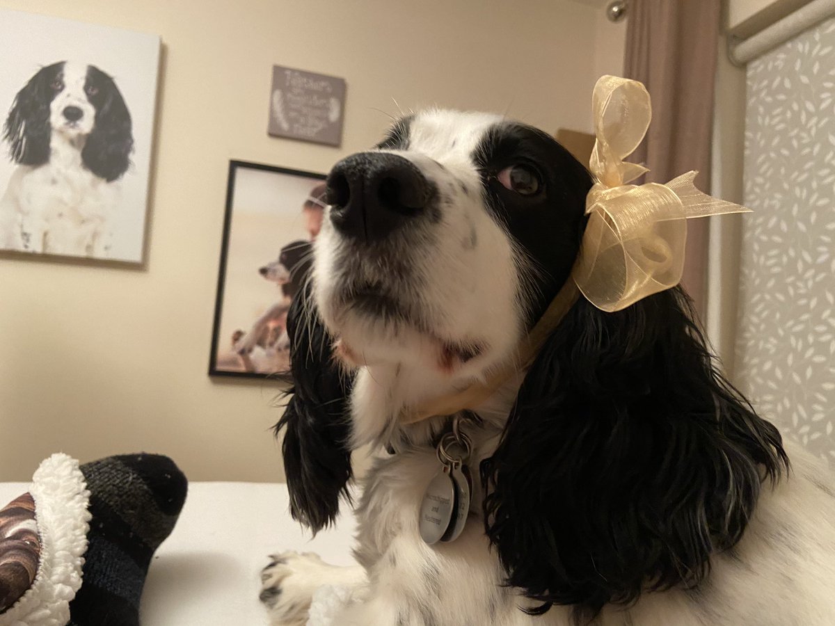 LucyAlexandria's tweet photo. #MollyDog - the best present I could ever have asked for.
#AssistanceDog #MyDogHelpsMe #DogsOfTwitter #CockerSpaniel #Spaniel #HelperDog https://t.co/Etuqnarnpg