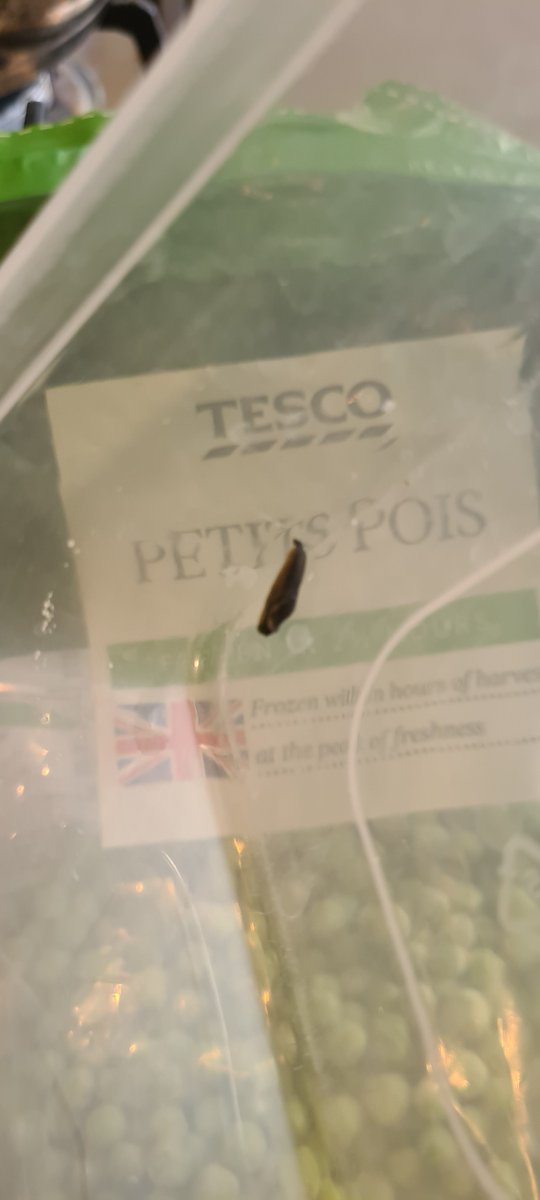 KoriaKamal's tweet photo. @Tesco thank you for the free inside slug but I'm vegetarian. #petitpeas #tesco #everylittlehelps #freeinside https://t.co/ZLx2whgTiR