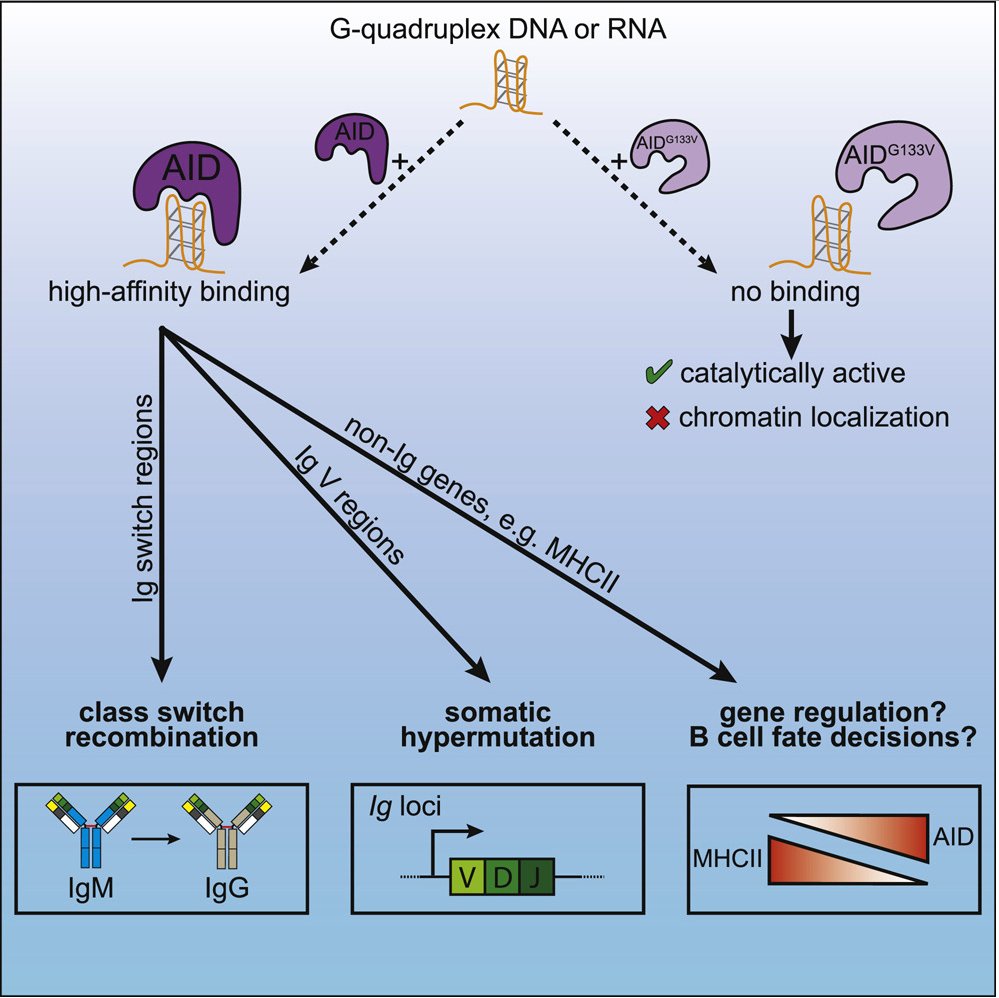 mmw_lmw's tweet photo. #HyperIgM_Syndrome | A Mutation in AICDA Disrupts G-Quadruplex Binding and Genome-wide Chromatin Localization | Jay Chaudhuri @sloan_kettering @ImmunityCP https://t.co/AfnBECWfn8 | #2020_ReCapOct https://t.co/6RuPVzKcm7