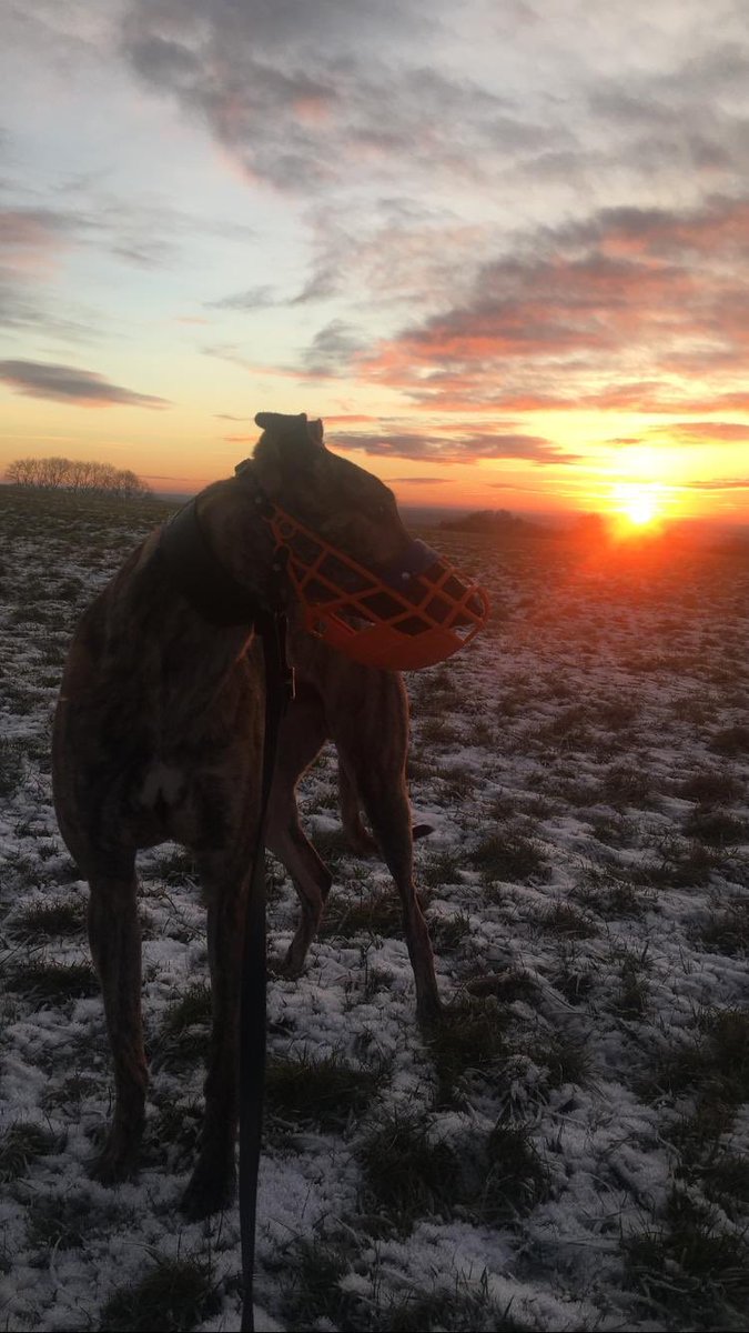 greyhoundcommun's tweet photo. Stunning 🥰#hilloftara #mythical #lovegreyhounds #BehindtheScenes https://t.co/npiDlKKefD