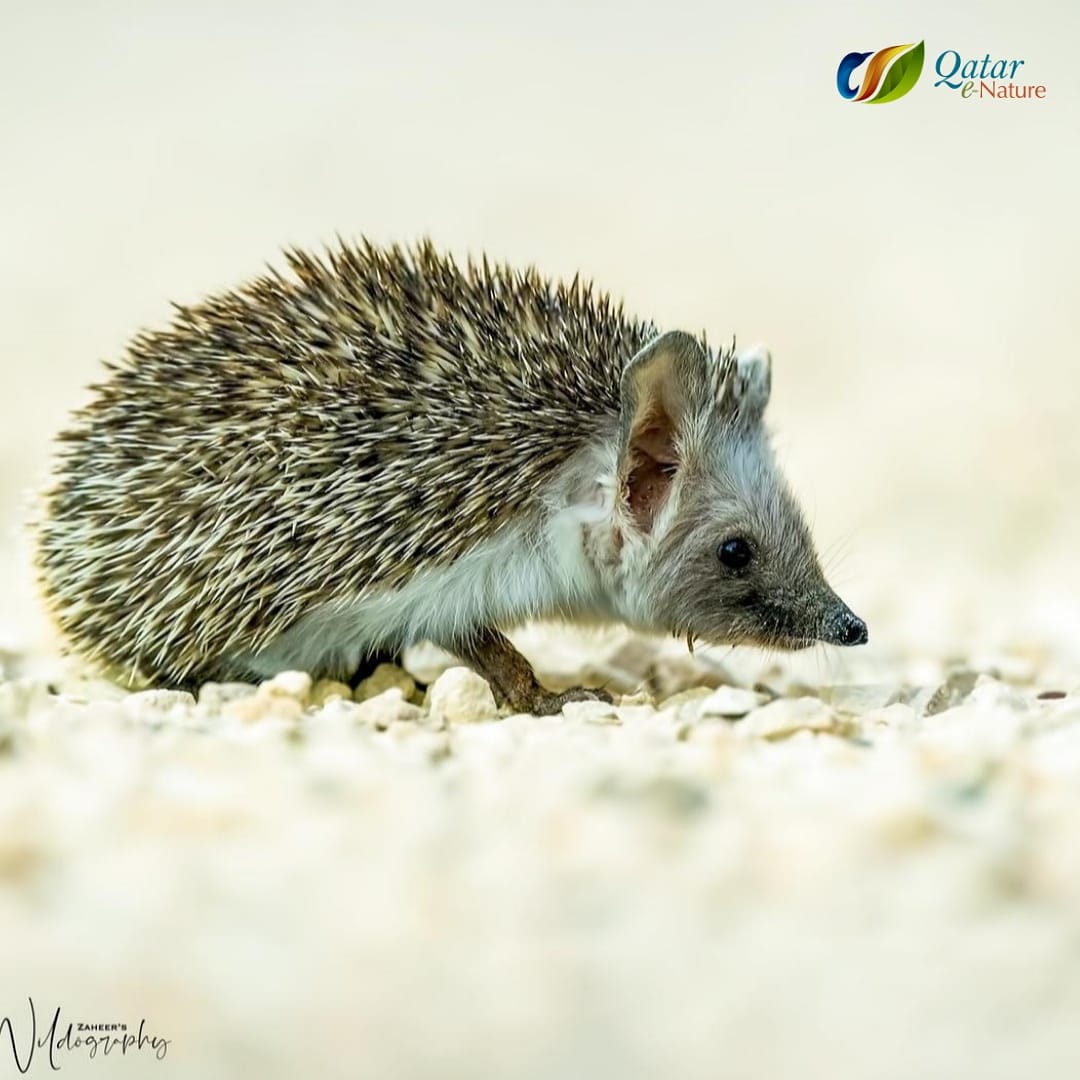 Desert Hedgehog