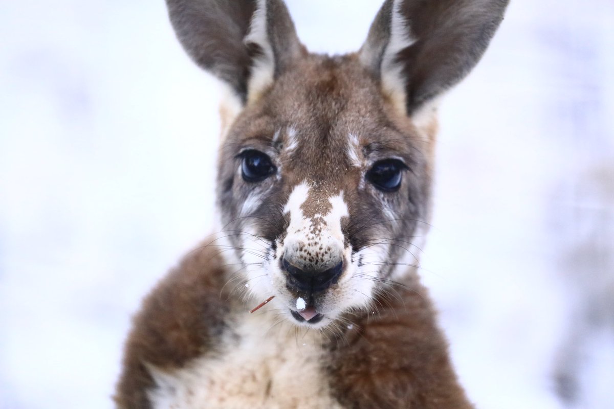 こなつ ヒナちゃんの赤ちゃん おめめくりくりで可愛い すくすく大きくなぁれ 八木山動物公園 アカ カンガルー カンガルー カンガルーの赤ちゃん
