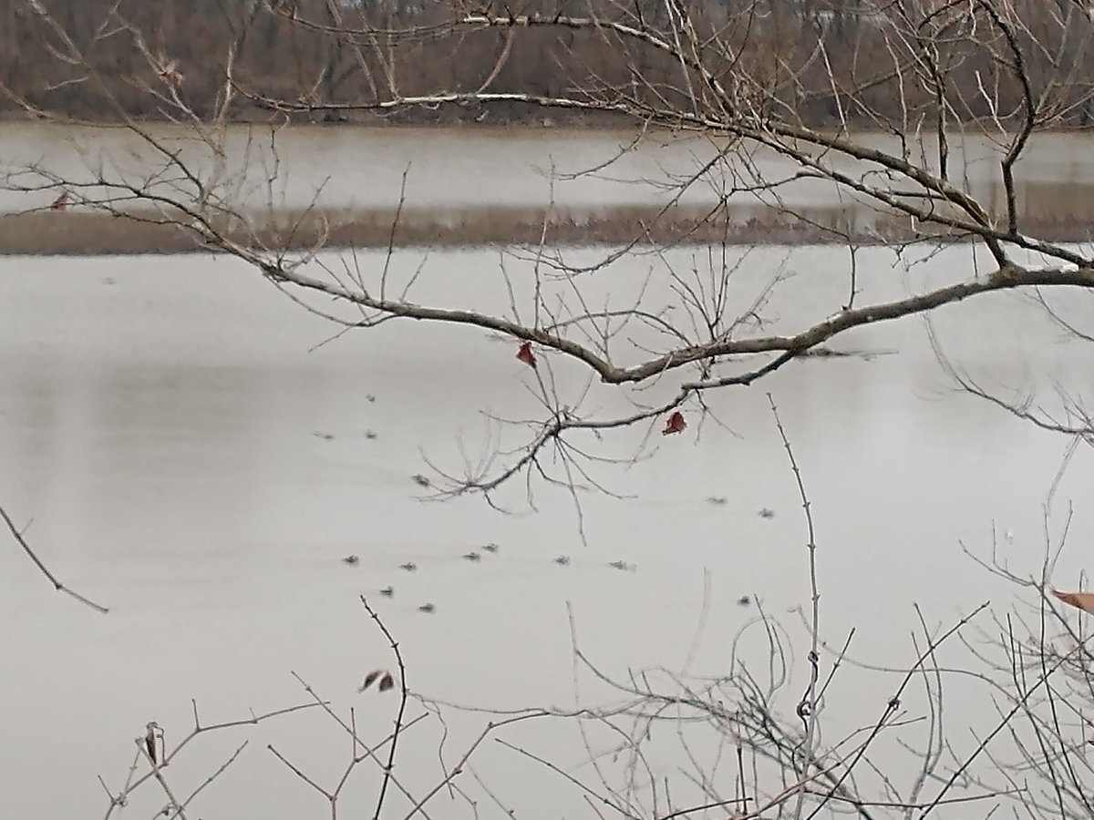 TheIneptBirder's tweet photo. Mental health break! Post the last wildlife pic you took with your phone! 
(This is mine. Hooded Mergansers! Honest. #worstbirdpic) https://t.co/3zYQes6tVS