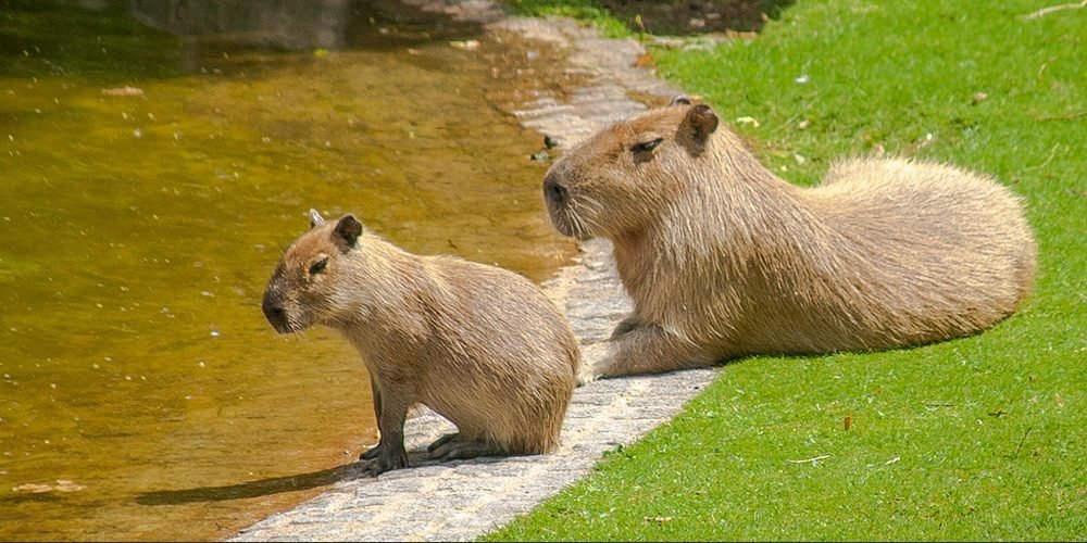 капибара. большая морская свинка капибара. нутрия и капибара. в каких играх есть капибара. карликовая капибара.